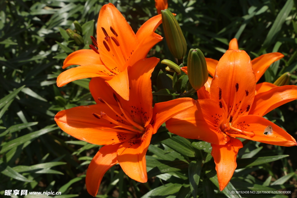百合花