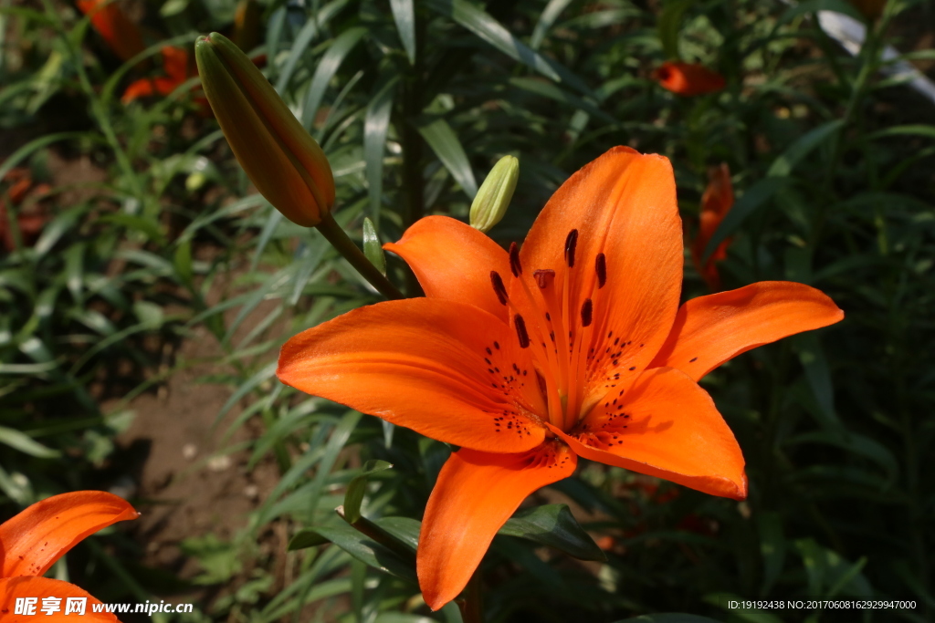 百合花