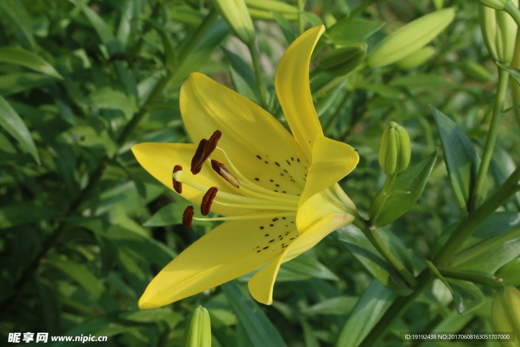 百合花