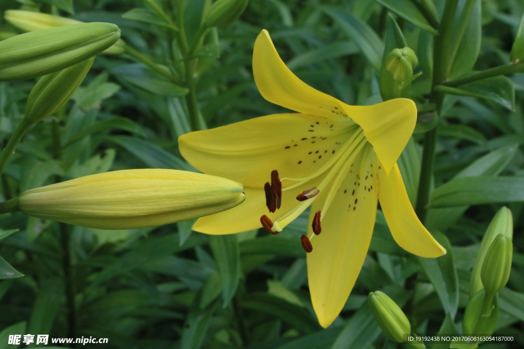 百合花