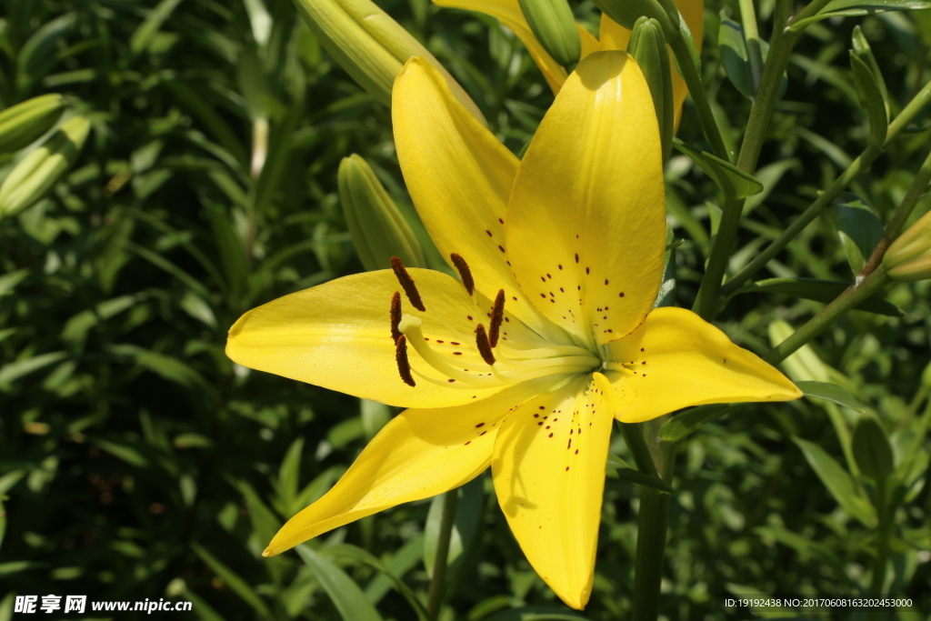 百合花