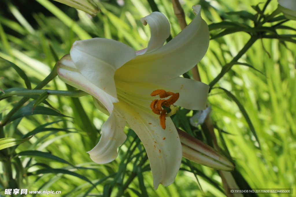 百合花