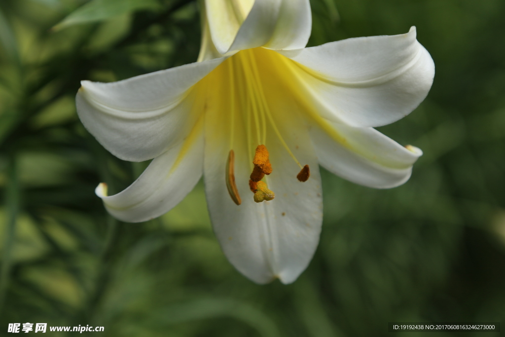 百合花
