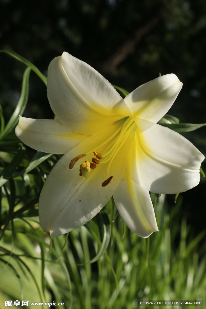 百合花