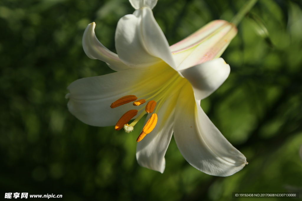 百合花