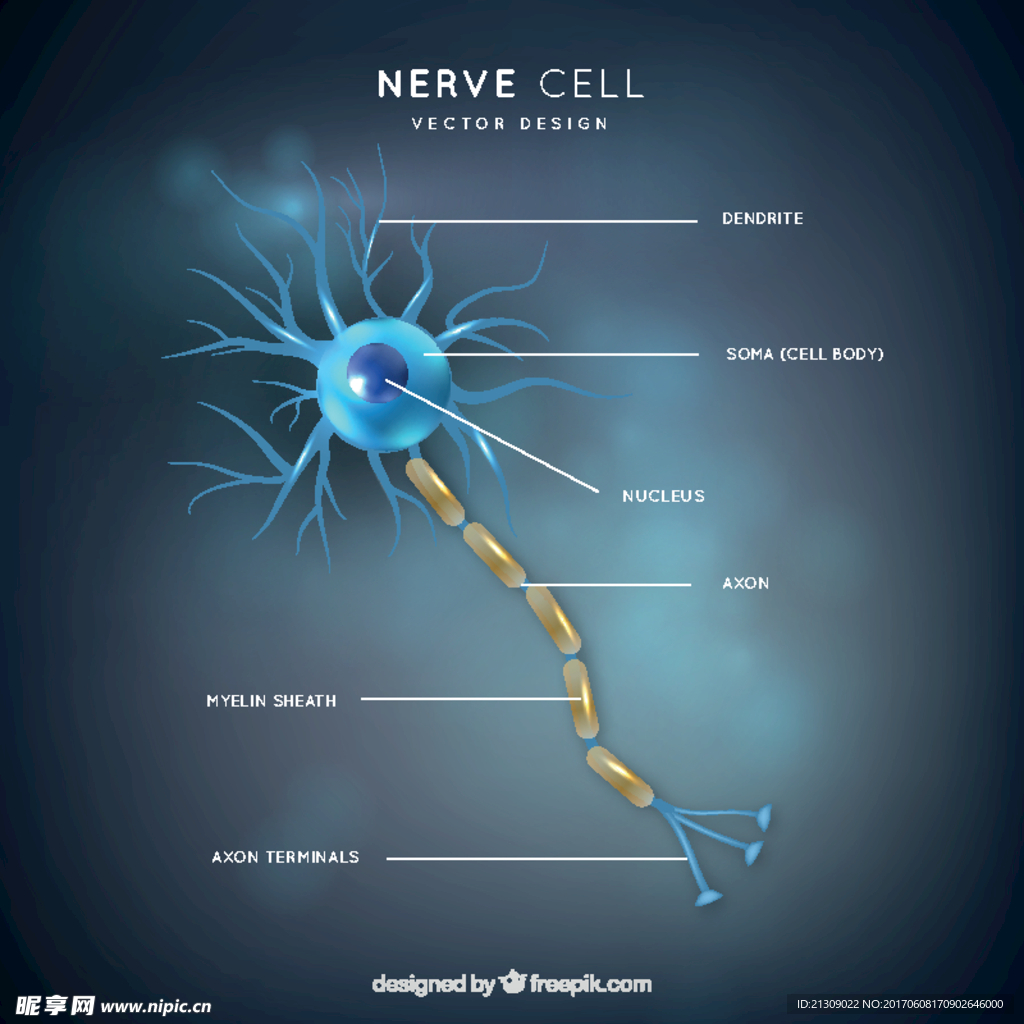 神经元插图