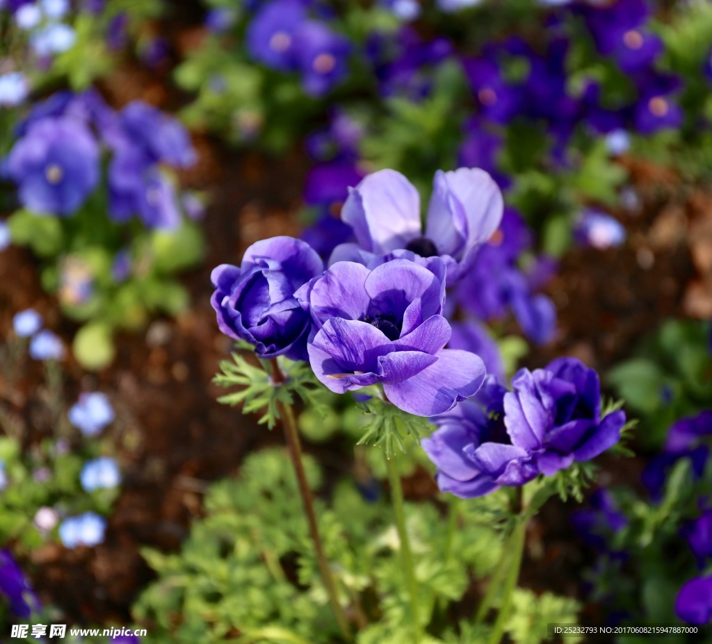 蓝紫色海葵花