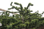 樱桃树
