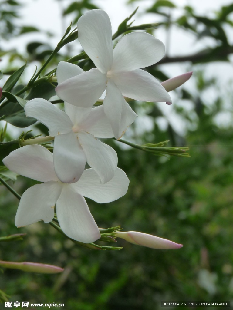 茉莉花