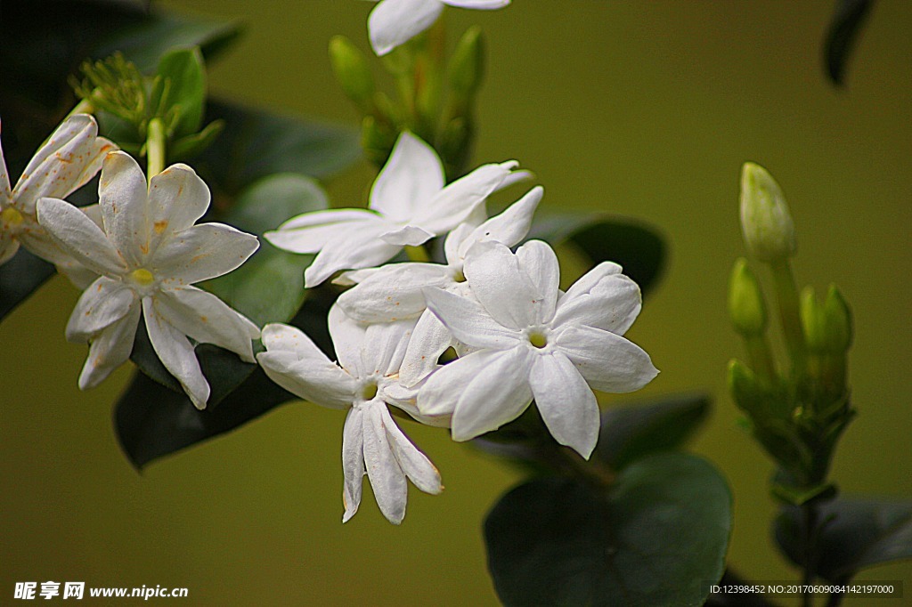 茉莉花