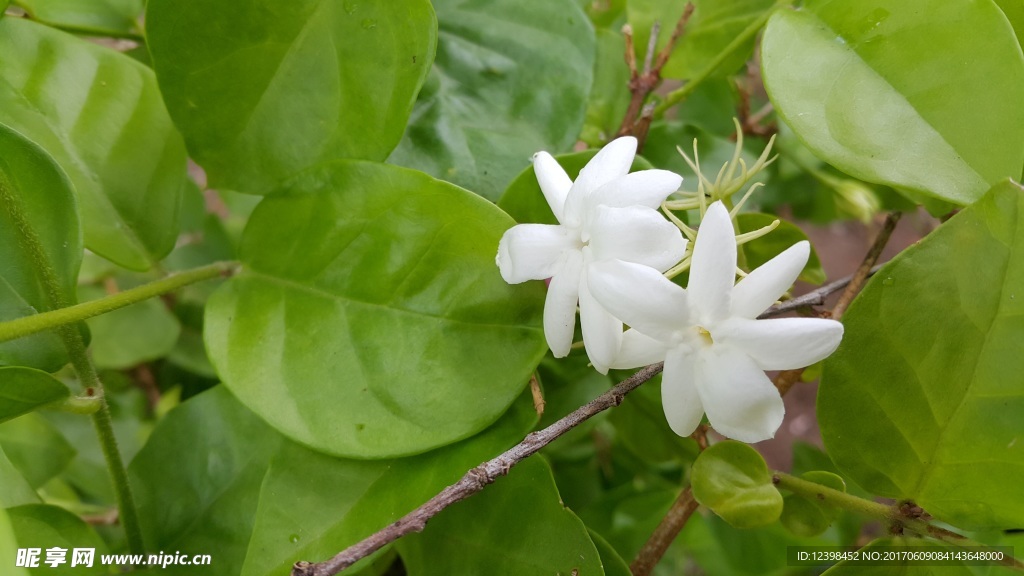 茉莉花