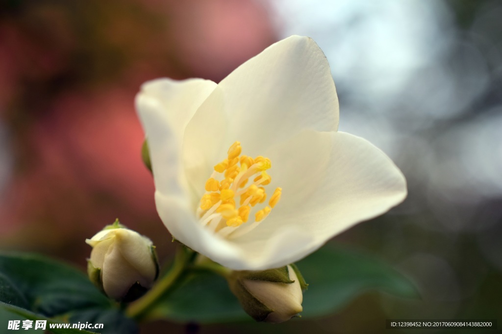 茉莉花