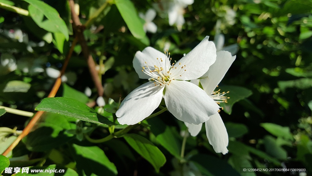 茉莉花