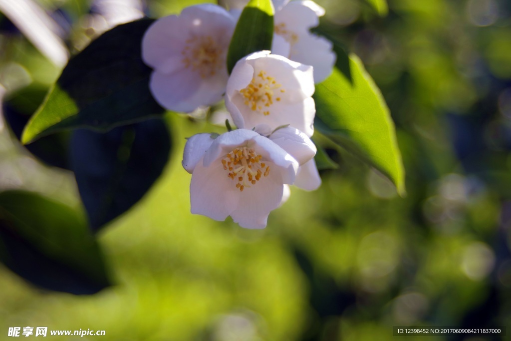 茉莉花