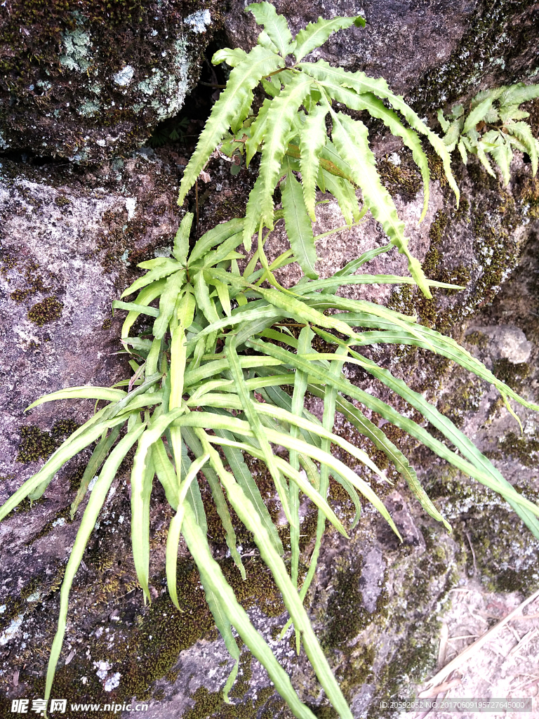 鸡脚草