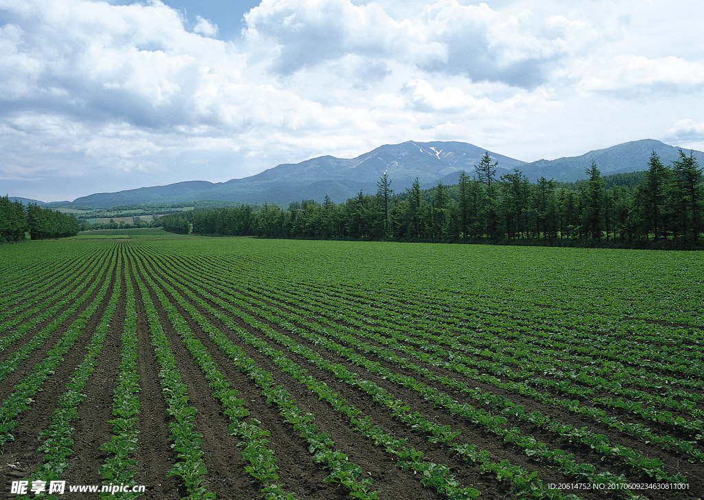 田野风景