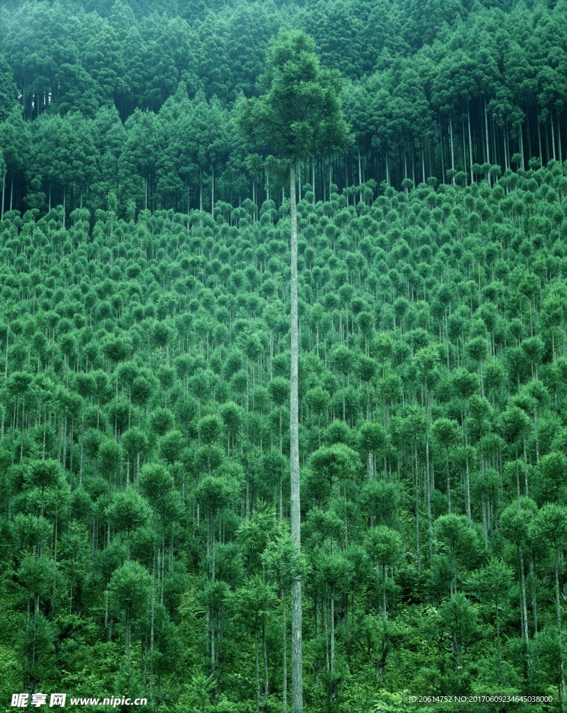 绿色海洋