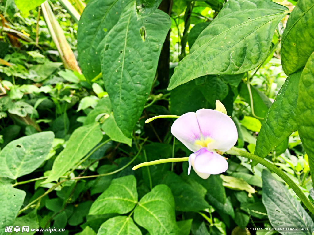 豆角花