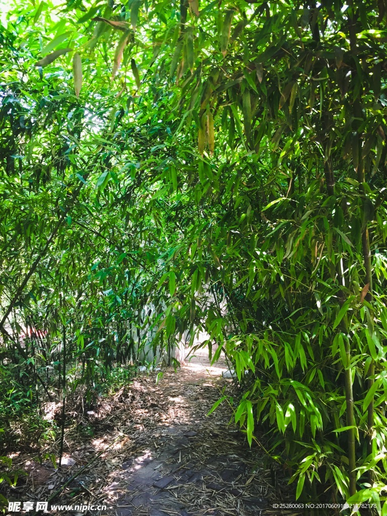 竹林