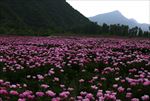 芍药花海