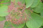 黄栌树花