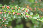 平枝栒子的花