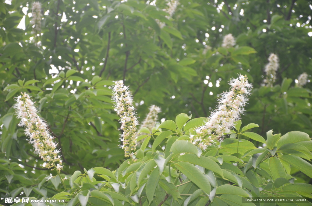 七叶树的花