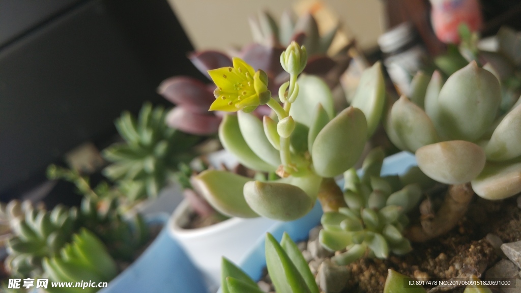 多肉植物