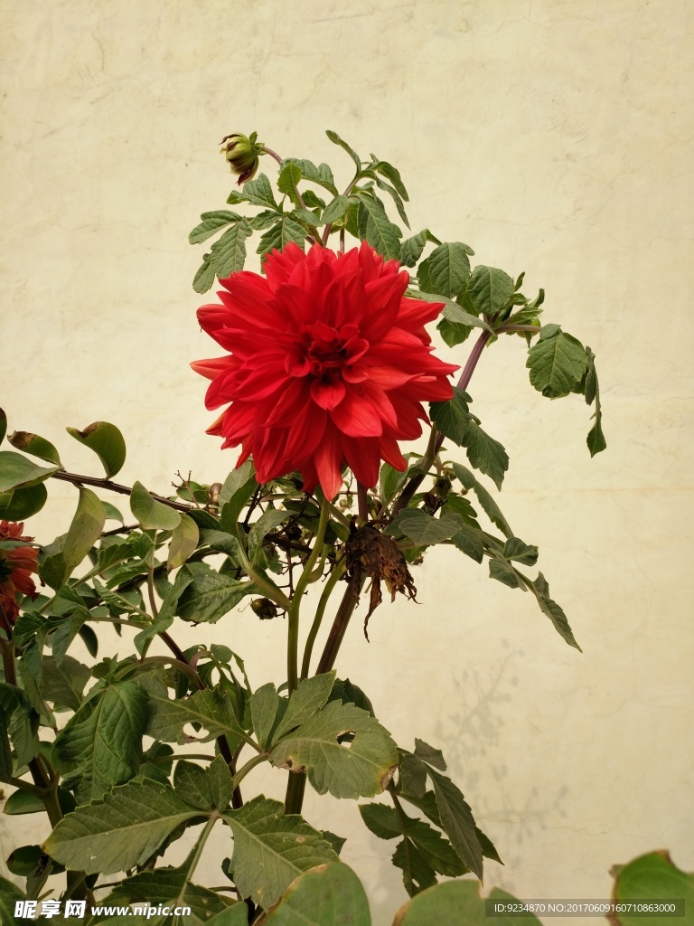 大丽花