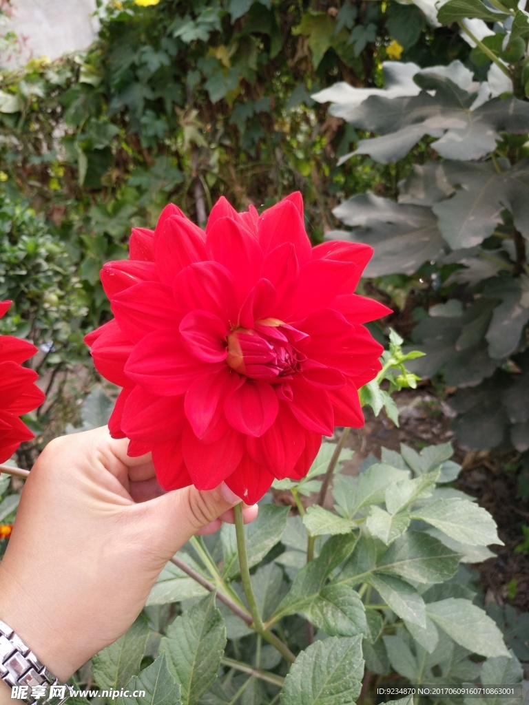 大丽花