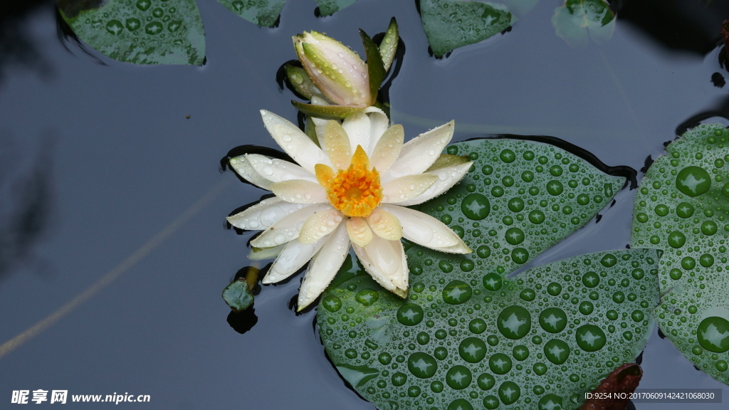 莲花