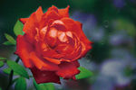 月季花