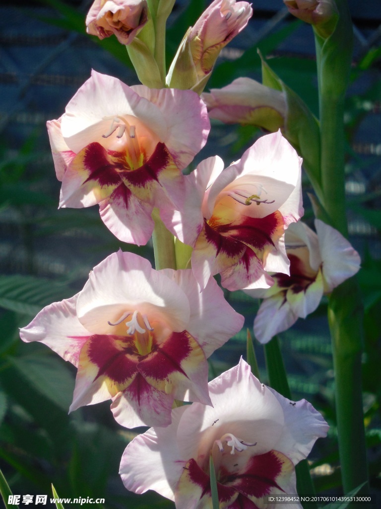 菖蒲花