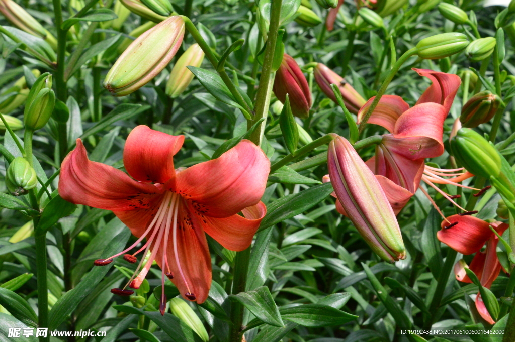 百合花