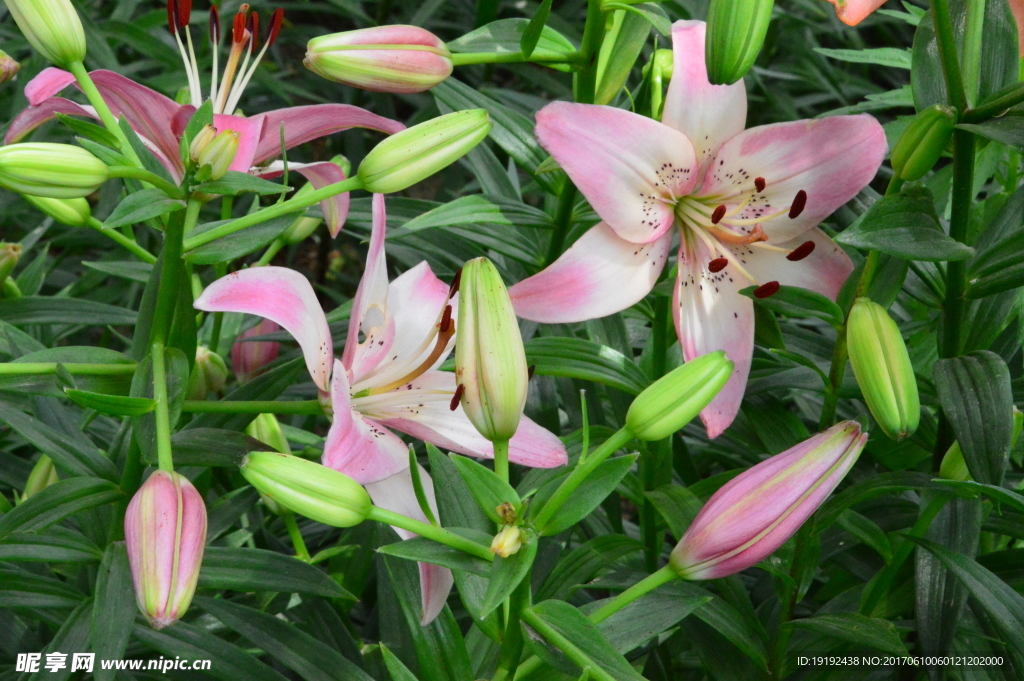 百合花