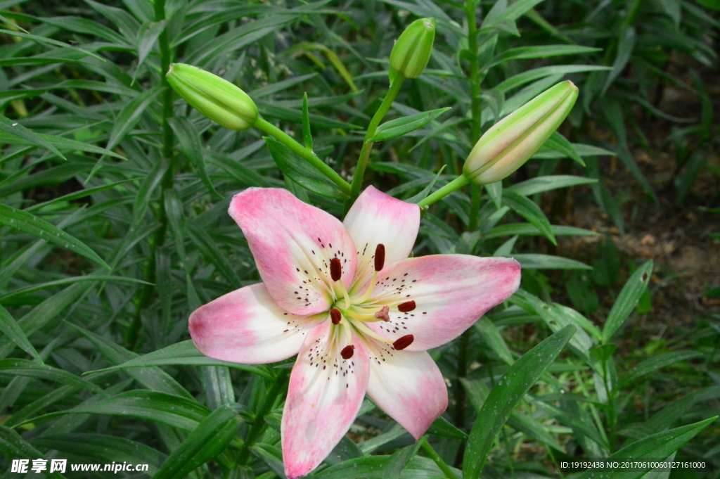 百合花