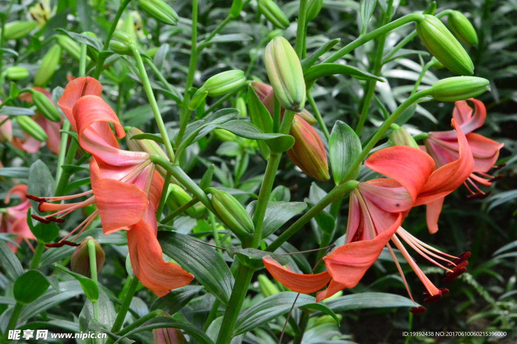 百合花