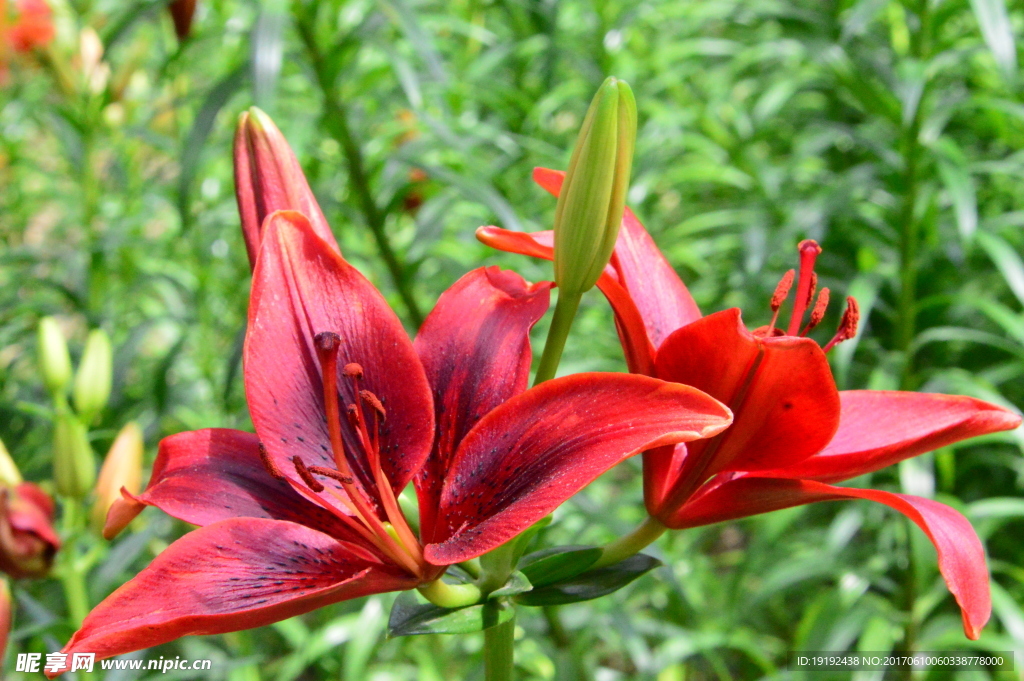 百合花