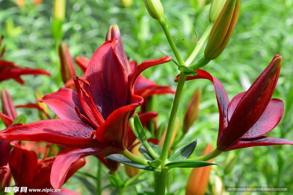 百合花