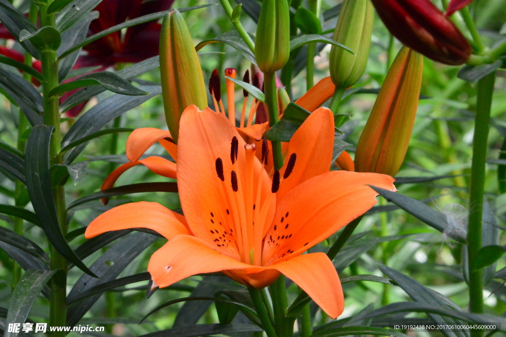 百合花