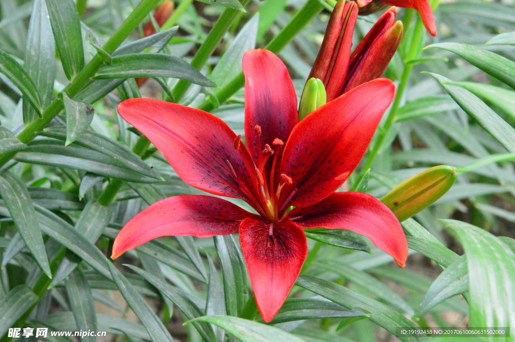 百合花