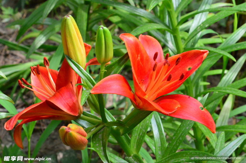 百合花