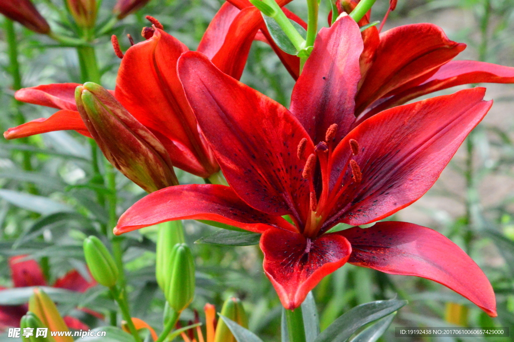 百合花