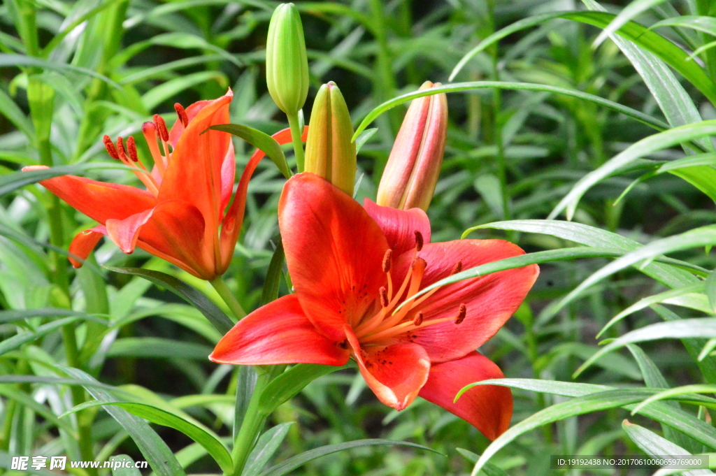 百合花