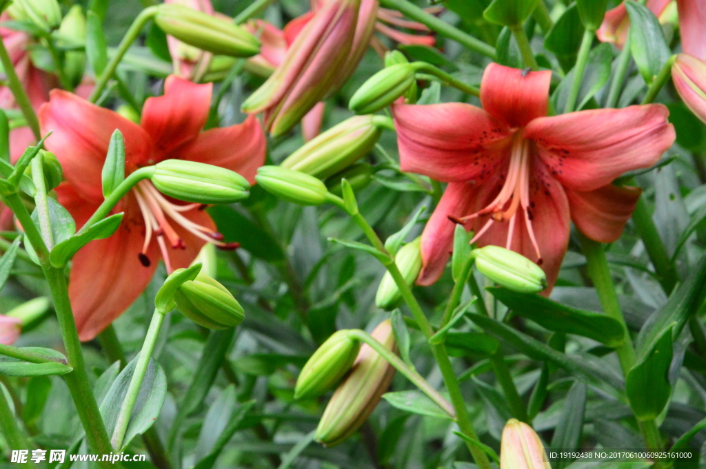 百合花