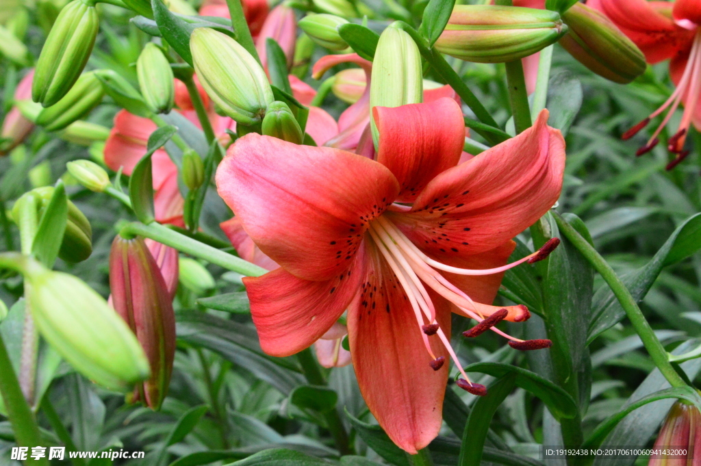 百合花