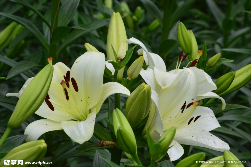 百合花