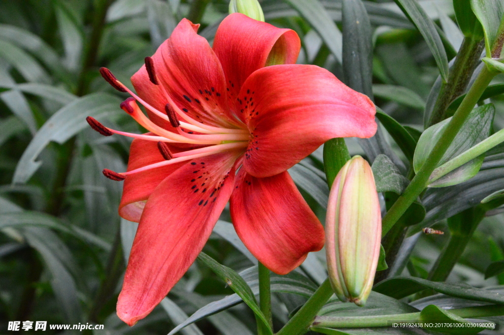百合花