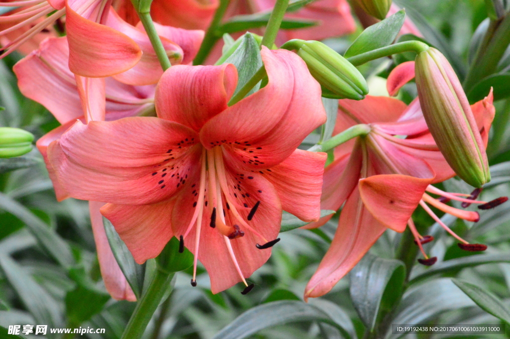 百合花