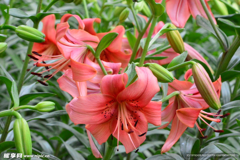 百合花